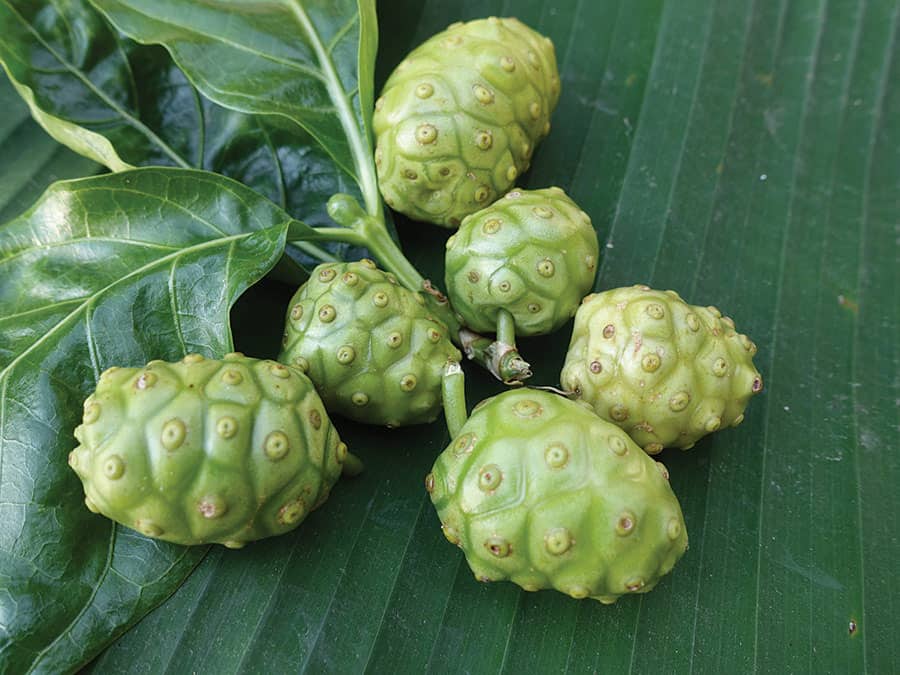 Egzotyczne noni